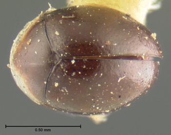 Media type: image;   Entomology 6669 Aspect: habitus dorsal view